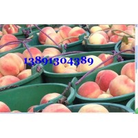 陕西早熟毛桃价格陕西雪里红毛桃超红胜毛桃郑2郑3毛桃价格行情